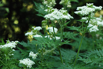 Myrrhis-odorata-Mai1408.jpg