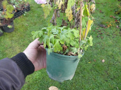 2022-11-11 Chrysanthemum 'Elfenreigen'.jpg