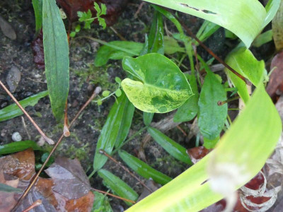 2022-11-09 Arum 'Miss Janay Hall'.jpg