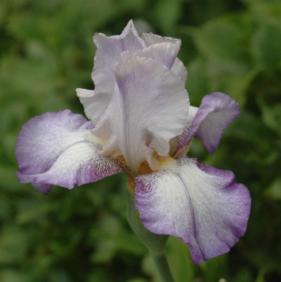 A6415a_Large.JPG