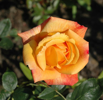 A6396a_Medium.JPG