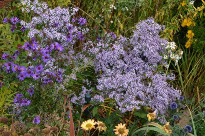 Aster_cordifolius-Ideal.21-2.jpg