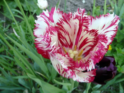 Tulpe.14.05.2008.56.JPG