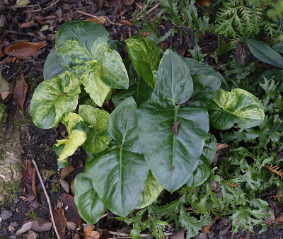 DSC_6684_DxO.jpg