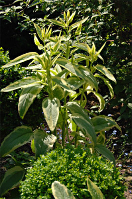 Symphytum-was-immer.jpg