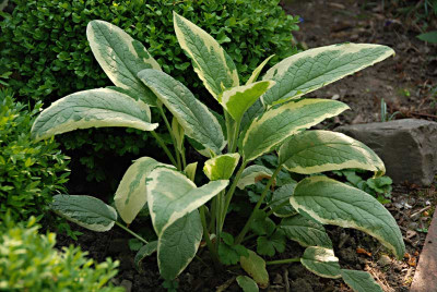 Symphytum-was-immer-2.jpg