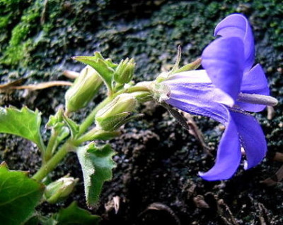 Campanula-polster.JPG