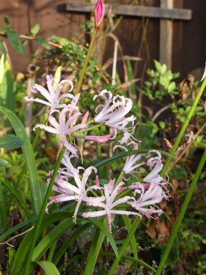 2022-11-13 Nerine bowdenii 'Flugel'.jpg