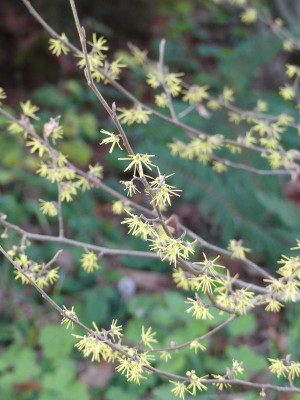 2022-11-13 Hamamelis macrophylla.jpg