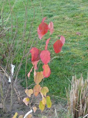 2022-11-13 Poliothyrsis sinensis.jpg