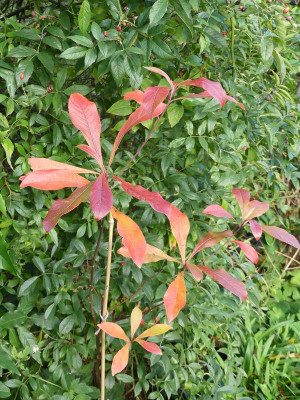 2022-11-13 Franklinia.jpg