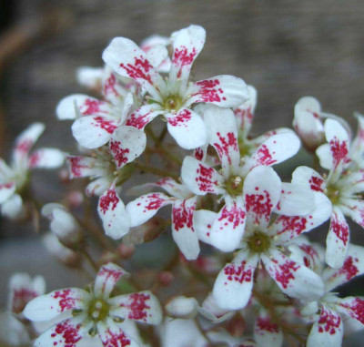 Saxifraga-Cotyledon-Southsi.jpg