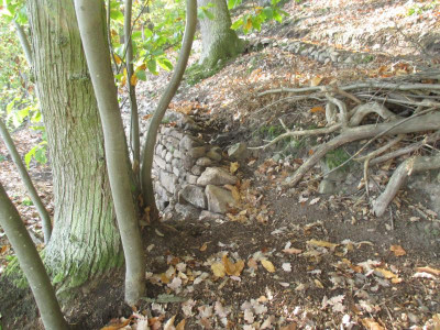 neues Waldstück 2022113_03.JPG