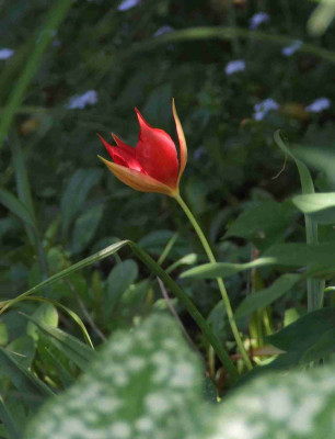 Tulipa_sprengeri__.jpg