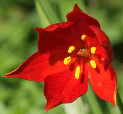 Tulipa_sprengeri_4.jpg