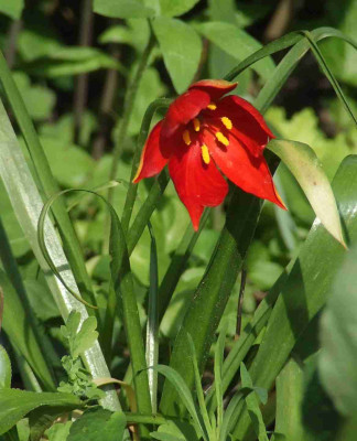 Tulipa_sprengeri_3.jpg