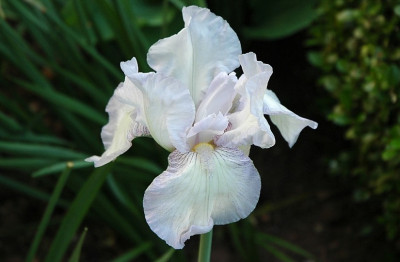 Iris_X_3_-_1__14-05-2008.jpg