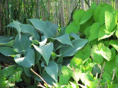 hosta_blau1.jpg