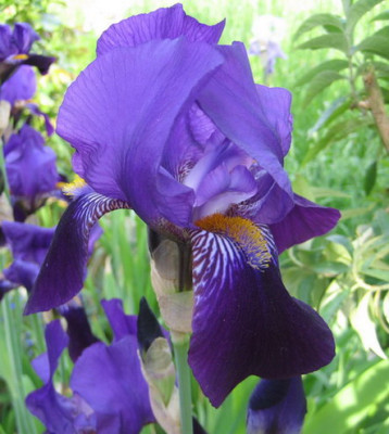 Iris_ohne_Namen_14.05.08_06.jpg