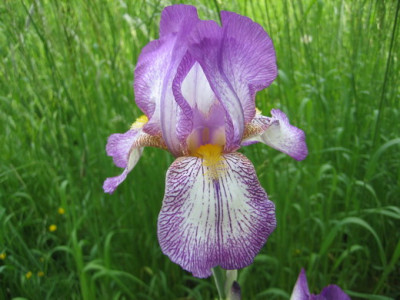 Iris_ohne_Namen_14.05.08_04.jpg