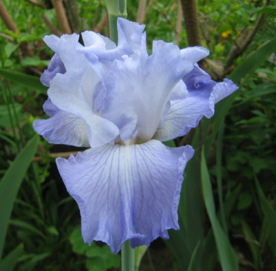 Iris_B.E.Hilltop_View_14.05.08.jpg