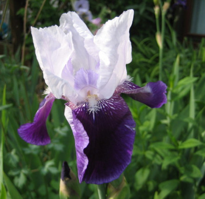 Iris_ohne_Namen_14.05.08_05.jpg