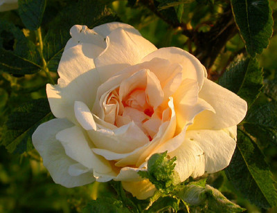 Agnes_in_der_Abendsonne_14.5.08.jpg