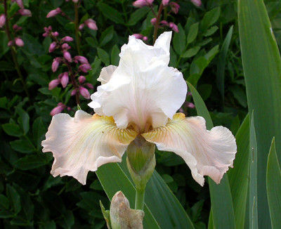 Iris_Champagne_Elegance_vor_Diptamnus_14.5.08.jpg