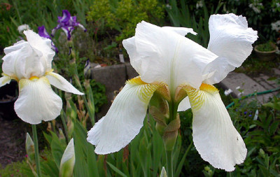 Iris_Gudrun_14.5.08.jpg