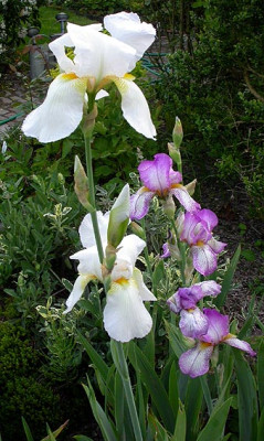 Iris_Gudrun_und_Fruhlingskleid_14.5.08.jpg