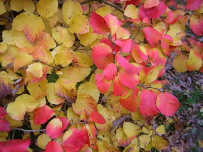 77Fothergilla_monticola.jpg