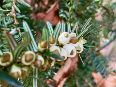 Pseudotaxus chinii Beeren.jpeg