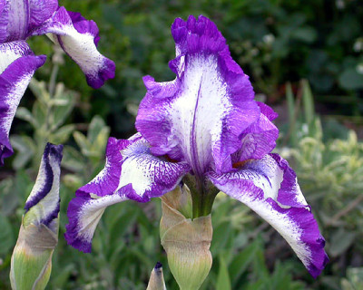 Iris_Wiener_Walzer_lila_14.5.08.jpg