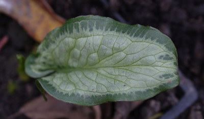 DSC_6690_DxO.jpg