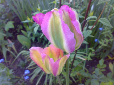 groenland_viridifloratulpen.jpg