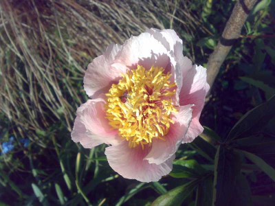 rose_noble_2008.jpg