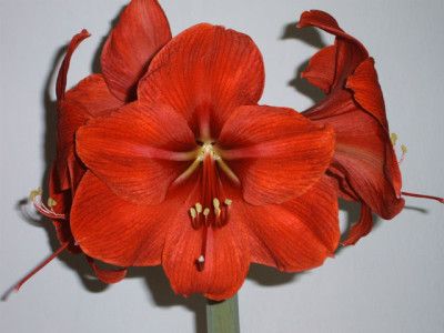 amaryllis_rot.jpg
