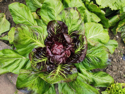 Radicchio 4050 20221112.jpeg