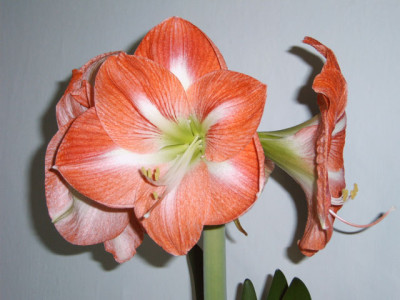 amaryllis_orange.jpg