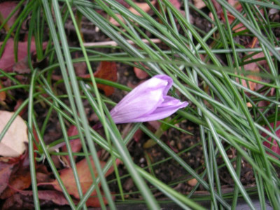 221117-safrankrokus.jpg