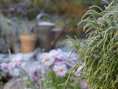 2022-11-19 Gartenimpressionen 14.jpg