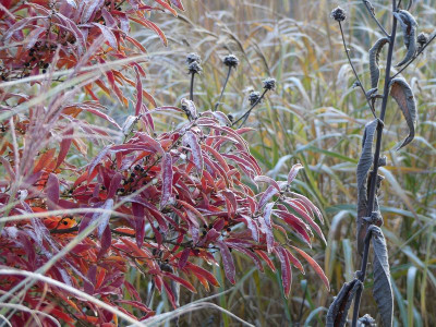 2022-11-19 Gartenimpressionen 18.jpg