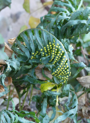 2022-11-19 Polypodium cambricum 'Omnilacerum Superbum'.jpg