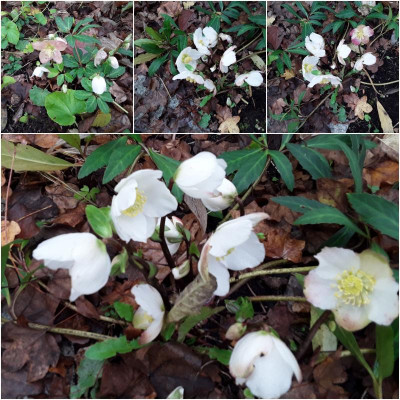 Schneerose.jpg