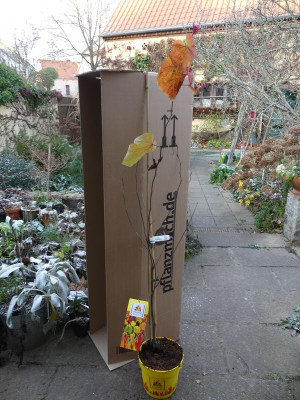 2022-11-19 Cercis 'Eternal Flame'.jpg