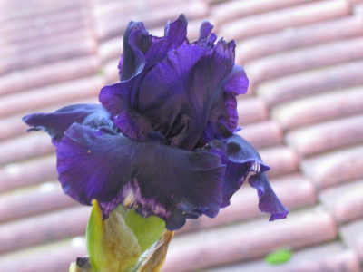 IMG_3674.JPG