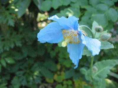 13.5.08._Meconopsis_betonicifolia_.JPG