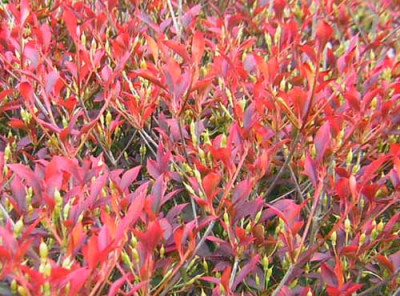 77Enkianthus_perulatus.jpg