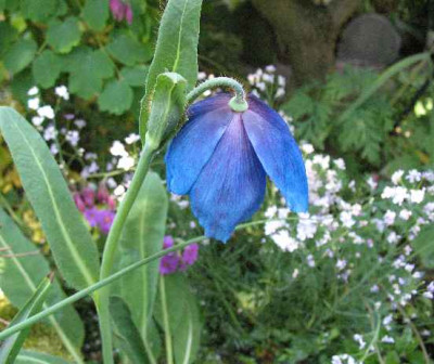 13.5.08._Meconopsis_x_sheldonii_.JPG
