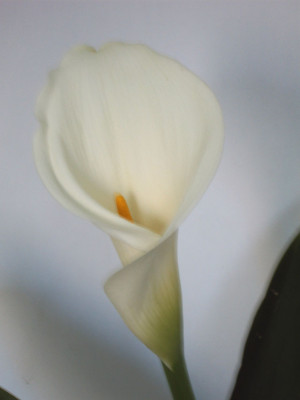 calla-versuch.jpg